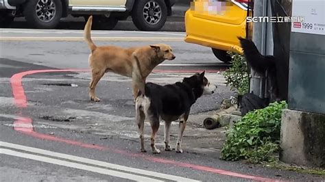 路邊狗狗死掉|撿路邊流浪狗回家紅燒進補 浙江大媽「渾身血流不止。